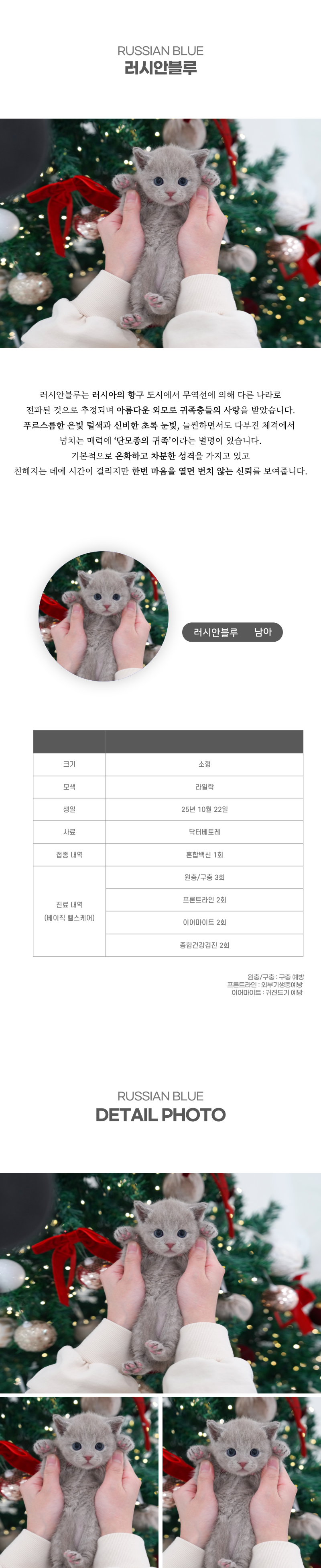 러시안블루_상세이미지_2